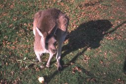 Click picture to return to gallery