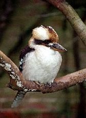 Click picture to return to gallery