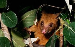 Click picture to return to gallery