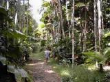 Rainforest