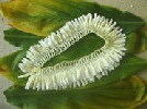 Microginger Lei