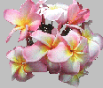 Plumeria