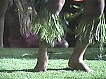 Luau Dancers feet