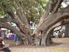 maui 092.jpg