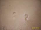 Maria's footprints