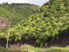 maui 279.jpg