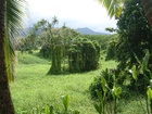 maui 051.jpg