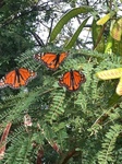 butterfly.JPG
