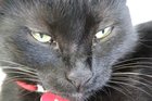 Blacky